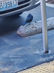 Euphagus cyanocephalus