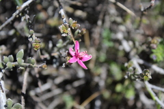 Krameria cistoidea