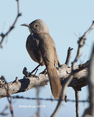 Toxostoma bendirei