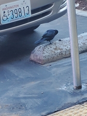 Euphagus cyanocephalus