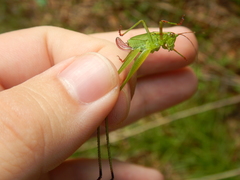 Scudderia curvicauda