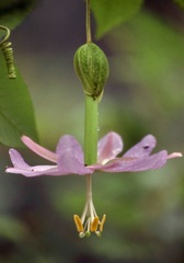 Passiflora tarminiana
