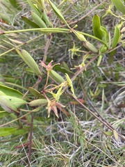 Vincetoxicum carnosum