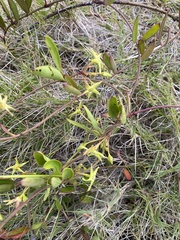 Vincetoxicum carnosum