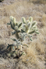Cylindropuntia
