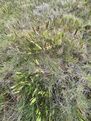 Vincetoxicum carnosum