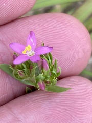 Centaurium erythraea