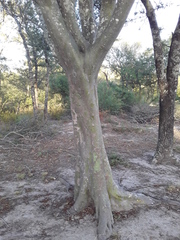 Libidibia paraguariensis