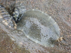 Onchidella nigricans