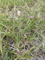 Centaurium erythraea