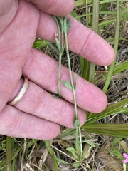 Centaurium erythraea