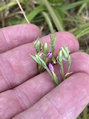 Centaurium erythraea