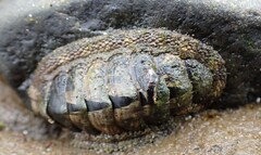 Sypharochiton pelliserpentis