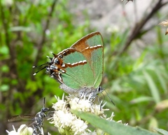 Callophrys dospassosi