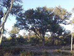 Libidibia paraguariensis