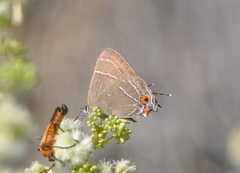 Parrhasius moctezuma