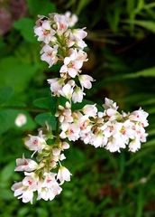Fagopyrum esculentum