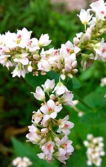 Fagopyrum esculentum