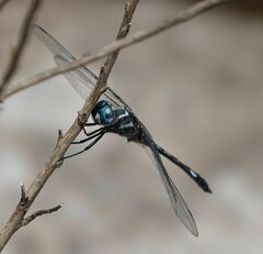 Brechmorhoga pertinax