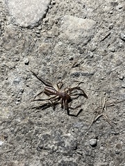 Ammotrechidae