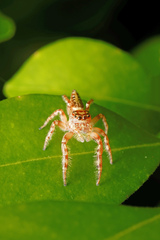 Opisthoncus quadratarius