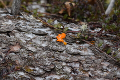 Dacrymyces chrysospermus