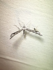 Hellinsia inquinatus