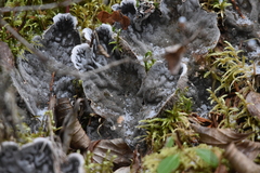 Peltigera aphthosa
