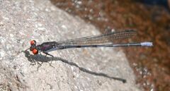 Argia oenea