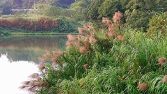 Phragmites vallatoria