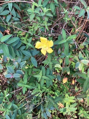 Hypericum calycinum