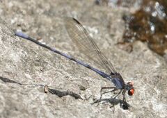 Argia oenea