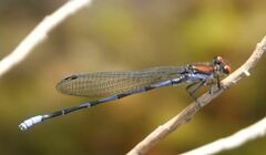 Argia oenea
