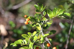 Petalostigma pachyphyllum