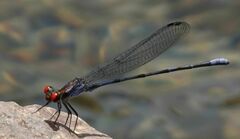 Argia oenea