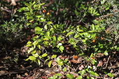 Petalostigma pachyphyllum