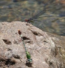 Argia oenea