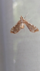 Leucinodes cordalis