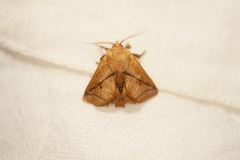Anaxidia lozogramma