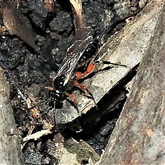 Itoplectis conquisitor