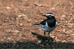 Motacilla maderaspatensis
