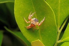 Opisthoncus quadratarius