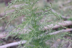 Eupatorium capillifolium