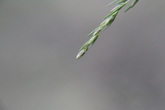 Eupatorium capillifolium