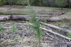 Eupatorium capillifolium