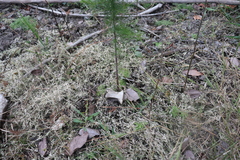 Eupatorium capillifolium
