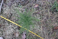 Eupatorium capillifolium