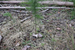 Eupatorium capillifolium