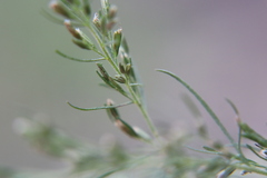Eupatorium capillifolium