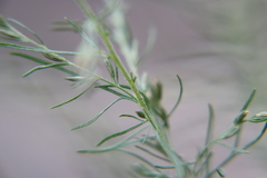 Eupatorium capillifolium